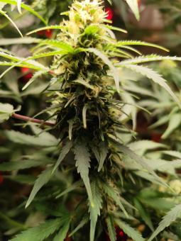 Critical Neville Haze Auto  - картинка 2