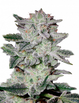 Sweet Valley Kush