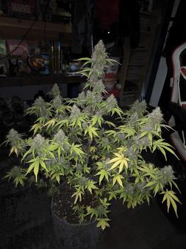 Auto Cookies USA