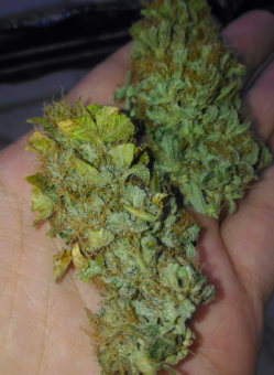 Jack Herer Auto - картинка 4