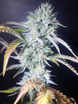 Sherbet Queen Auto - картинка 12