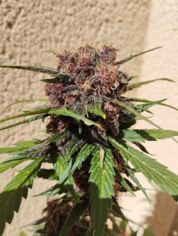 Dark Lemonade Auto - картинка 1