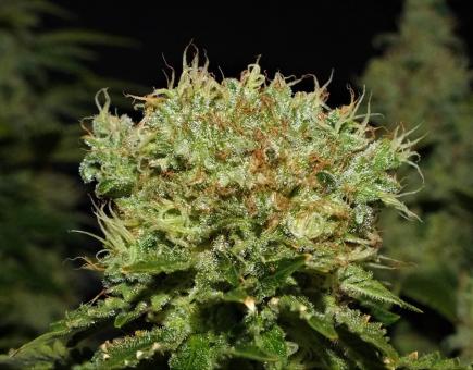 Space Cookies - картинка 2