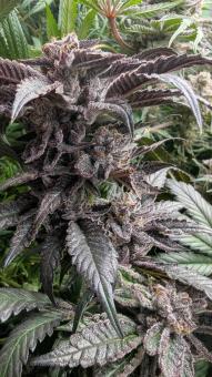Orange Bud 2.0 - картинка 3