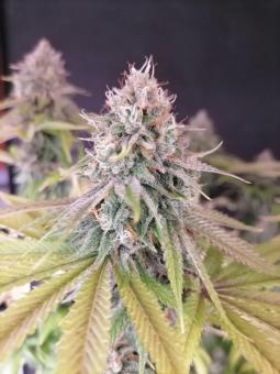 Super Bud - картинка 7