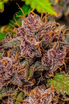 Lemon Cherry Cookies Auto - картинка 2