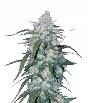 Pineapple Express Auto fem