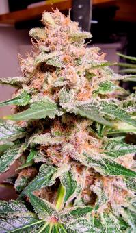 Black Cherry Punch - картинка 3