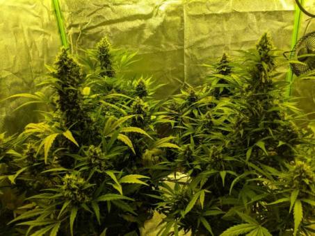 Girl Scout Cookies Auto - картинка 5