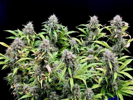 Gorilla Cookies Auto - картинка 3