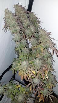 Super Lemon Haze x GMO - картинка 2