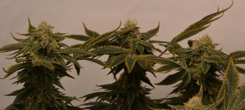 Nicole Og Kush - картинка 3