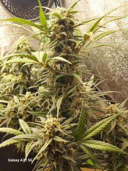 Trainwreck Auto - картинка 1