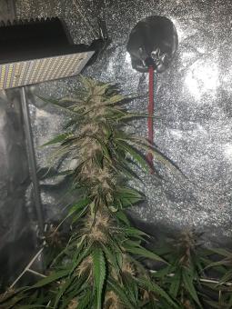 Auto Dark Purple - картинка 1