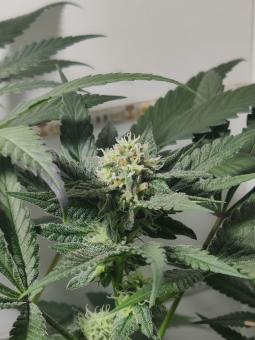 Hindu Kush Auto - картинка 4