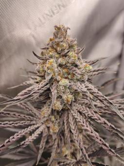 Buddha Gelato - картинка 3