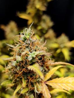 Northern Light Blue Auto - картинка 1