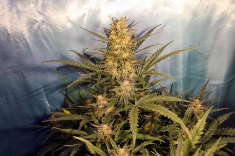 Green Poison Auto - картинка 3