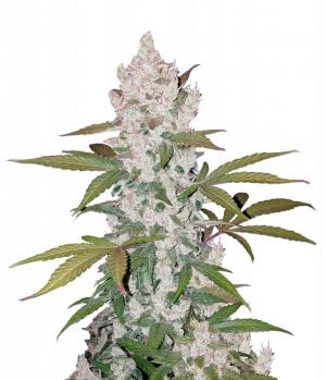 Girl Scout Cookies Auto fem