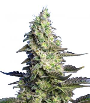 Green Poison XL Auto®