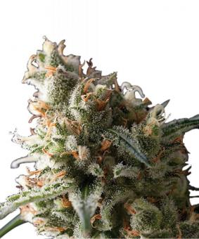 Auto Super Hash - картинка 2