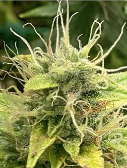 G14 Auto - картинка 2