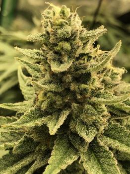 White Widow
