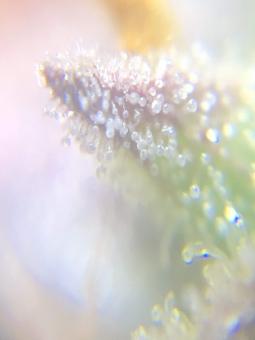 White Widow Auto - картинка 4