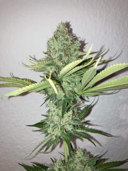 Royal Cookies Auto - картинка 1
