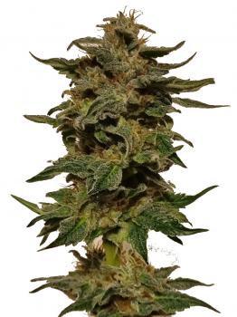 Bubba Kush