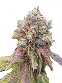 Franco's Lemon Cheese