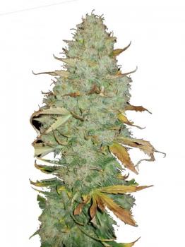 Lemon Skunk