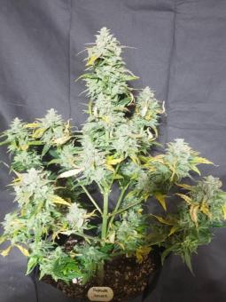 Amnesia Haze Auto - картинка 2