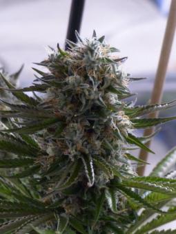 Chemo Kush genetics fem - картинка 1