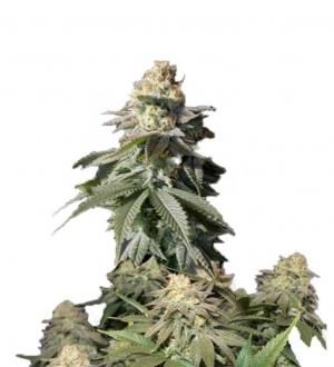 Orange Sherbet FF fem