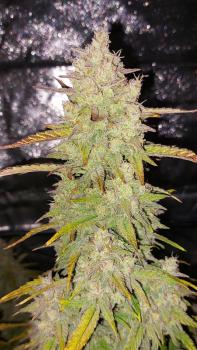 Sour Jealousy Auto fem