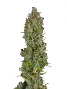 Gelato Seeds