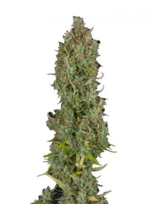 Gelato Seeds