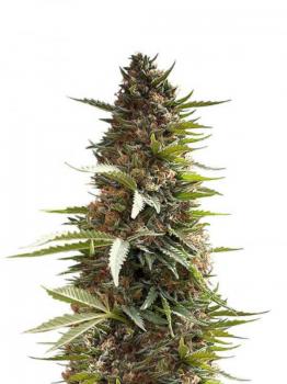 Jock Horror Auto fem