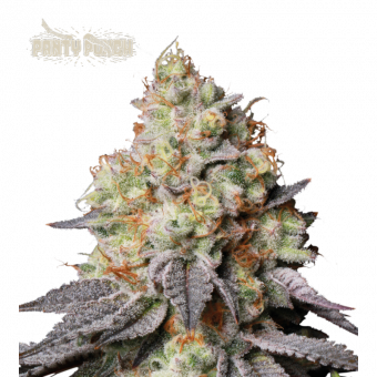 Panty Punch Auto - картинка 1