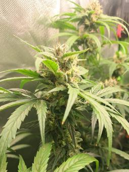White Widow Auto - картинка 1