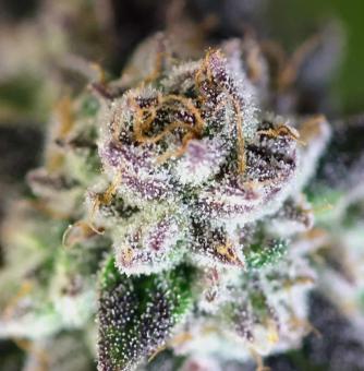 Lemon Orange - картинка 4