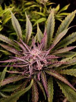 Buddha Auto Tangie - картинка 6