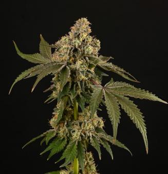 Apollo Black Cherry - картинка 3