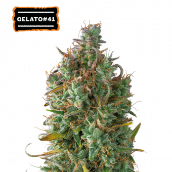 Gelato 41 Auto - картинка 1