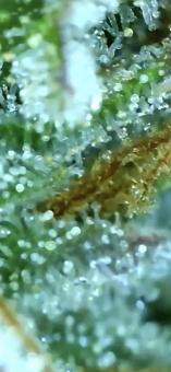 Gorilla Girl XL Auto - картинка 4