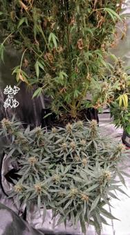 Chronic Fast F1 BX Regular - картинка 5