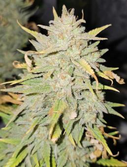 Strawberry Pie Auto - картинка 1