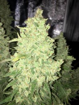 West Coast O.G. Auto - картинка 2