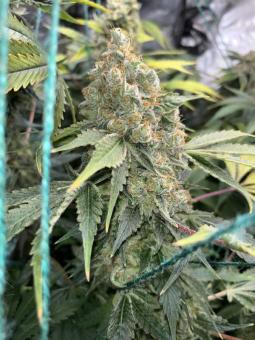 Auto Northern Light Genetics - картинка 3
